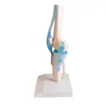 Anatomisches Modell Kniegelenk, LxBxH 13x13x40 cm