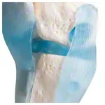 Anatomisches Modell Kniegelenk, LxBxH 13x13x40 cm