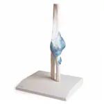 Abbildung zeigt Ellenbogengelenk, LxBxH 28,5x16,5x14,5 cm