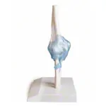 Abbildung zeigt Ellenbogengelenk, LxBxH 28,5x16,5x14,5 cm