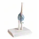 Abbildung zeigt Ellenbogengelenk, LxBxH 13x13x37 cm