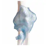 Abbildung zeigt Ellenbogengelenk, LxBxH 13x13x37 cm