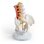 Abbildung zeigt M�nnliches Becken mit LWS und Lendenmuskeln