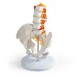 Abbildung zeigt M�nnliches Becken mit LWS und Lendenmuskeln