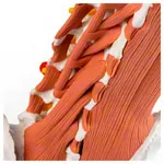 Abbildung zeigt M�nnliches Becken mit LWS und Lendenmuskeln