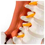 Abbildung zeigt M�nnliches Becken mit LWS und Lendenmuskeln