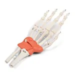Abbildung zeigt Handskelett mit Gelenkb�ndern und Unterarmansatz, LxBxH 20x10x5 cm