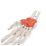 Abbildung zeigt Handskelett mit Gelenkb�ndern und Unterarmansatz, LxBxH 20x10x5 cm