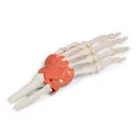 Abbildung zeigt Handskelett mit Gelenkb�ndern und Unterarmansatz, LxBxH 20x10x5 cm