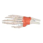 Abbildung zeigt Handskelett mit Gelenkb�ndern und Unterarmansatz, LxBxH 20x10x5 cm