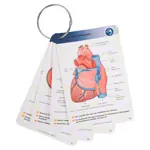 physioLernkarten - Physiologie fr Physiotherapeuten, 415 Karten