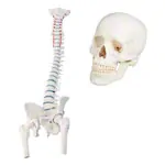 Abbildung zeigt Anatomie-Set, Schdel + Wirbelsule mit Bandscheibenvorfall inkl. Stativ, 5-tlg.