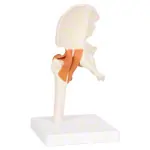 Anatomisches Modell Hftgelenk, LxBxH 17x17x23 cm