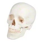 Abbildung zeigt Anatomisches Modell Schdel, 4-tlg.