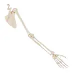 Produktbild: Armskelett mit Hand und Schulter, beweglich