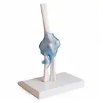 Abbildung zeigt Ellenbogengelenk, LxBxH 13x13x37 cm