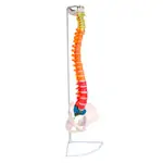 Produktbild: Flexible Wirbels�ule, didaktisch, inkl. Stativ