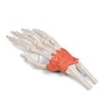 Abbildung zeigt Handskelett mit Gelenkb�ndern und Unterarmansatz, LxBxH 20x10x5 cm