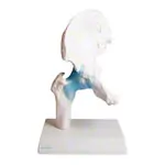 Abbildung zeigt Hftgelenk, L x B x H 17 x 17 x 23 cm