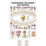 Lehrtafel Beziehungen von Zähnen und Organen, LxB 100x70 cm
