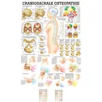 Lehrtafel Craniosacrale Osteopathie LxB 100x70 cm