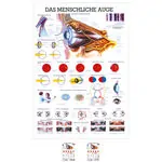 Lehrtafel Das Auge, LxB 100x70 cm