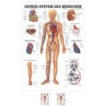 Lehrtafel Das Gefäßsystem, LxB 100x70 cm