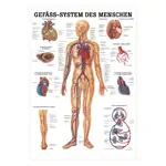 Abbildung zeigt Lehrtafel Das Gefsystem, LxB 100x70 cm