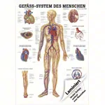 Abbildung zeigt Lehrtafel Das Gefsystem, LxB 100x70 cm