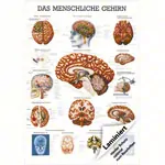 Abbildung zeigt Lehrtafel Das Gehirn, LxB 100x70 cm