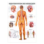 Abbildung zeigt Lehrtafel Das Nervensystem, LxB 100x70 cm