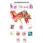 Lehrtafel Das Ohr, LxB 100x70 cm