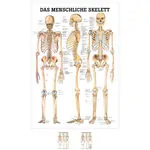 Lehrtafel Das menschliche Skelett, LxB 100x70 cm