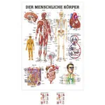 Lehrtafel Der menschliche Körper, LxB 100x70 cm