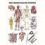 Abbildung zeigt Lehrtafel Der menschliche Krper, LxB 100x70 cm
