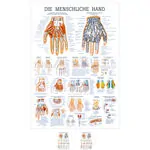 Lehrtafel Die Hand, LxB 100x70 cm
