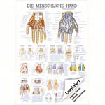 Abbildung zeigt Lehrtafel Die Hand, LxB 100x70 cm