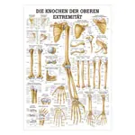 Abbildung zeigt Lehrtafel Die Knochen der oberen Extremitt, LxB 100x70 cm