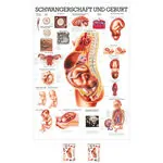 Lehrtafel Schwangerschaft u. Geburt, LxB 100x70 cm