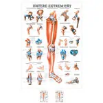 Lehrtafel Untere Extremität, LxB 100x70 cm