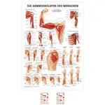 Mini-Poster Armmuskulatur, LxB 34x24 cm