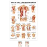 Mini-Poster Bauch- u. Rippenmuskulatur, LxB 34x24 cm