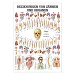 Mini-Poster Beziehungen von Zähnen und Organen, LxB 34x24 cm