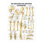 Produktbild: Mini-Poster Die Knochen der unteren Extremität, LxB 34x24 cm