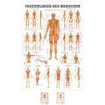 Mini-Poster Faszien des Menschen, LxB 34x24 cm