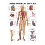 Mini-Poster Gefäßsystem, LxB 34x24 cm