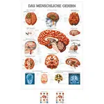 Mini-Poster Gehirn, LxB 34x24 cm