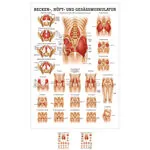 Produktbild: Mini-Poster Gesäss, Hüfte u. Beckenmuskulatur, LxB 34x24 cm