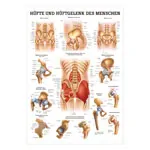 Mini-Poster Hüfte u. Hüftgelenk, LxB 34x24 cm
