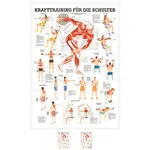 Mini-Poster Krafttraining Schulter, LxB 34x24 cm